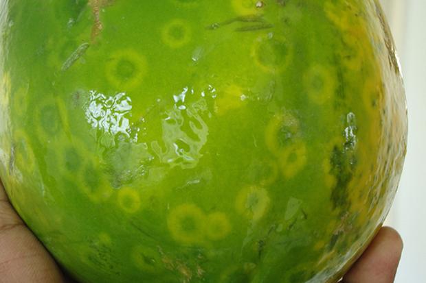 Science Saves Papaya Crops In Mexico